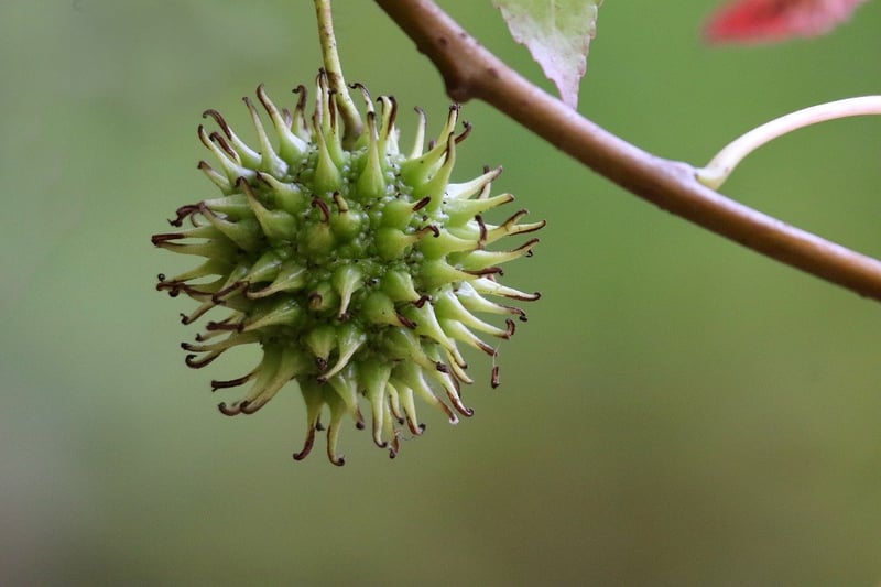 Fruit Trees