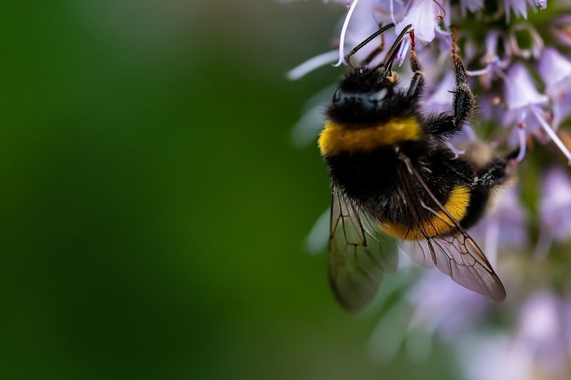 Pollinator Gardens