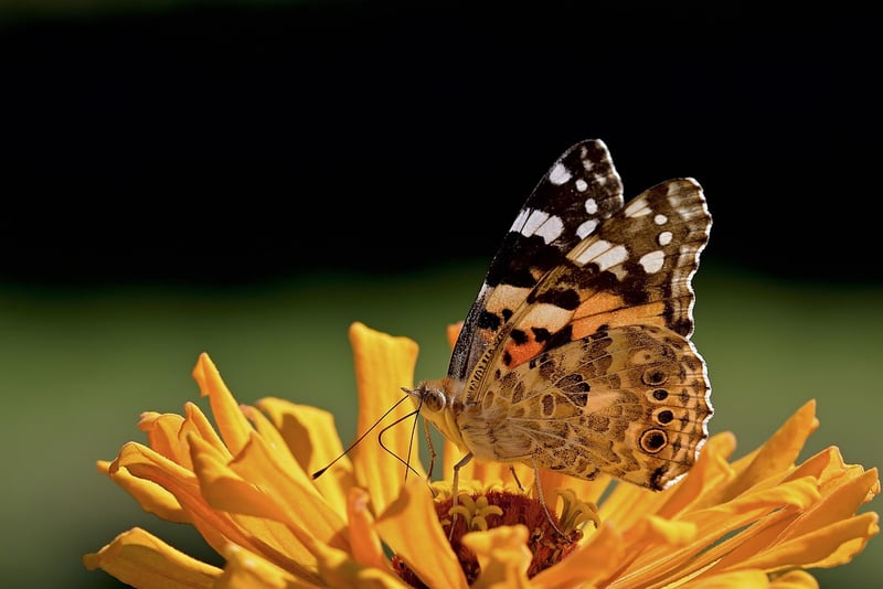 Butterfly in a garden