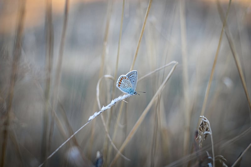 Butterfly