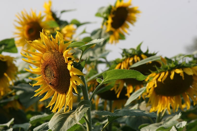 Sunflower in a garden